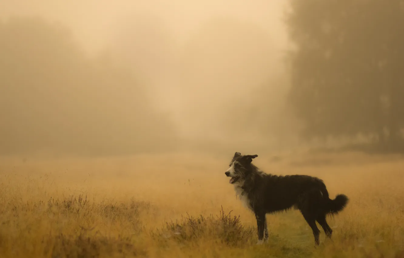 Фото обои поле, туман, собака