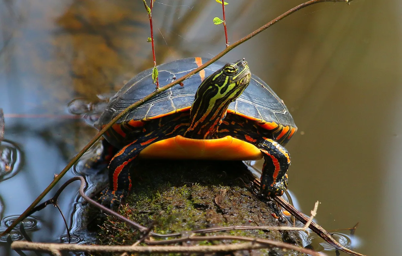 Фото обои вода, дерево, черепаха, ветка, рептилия