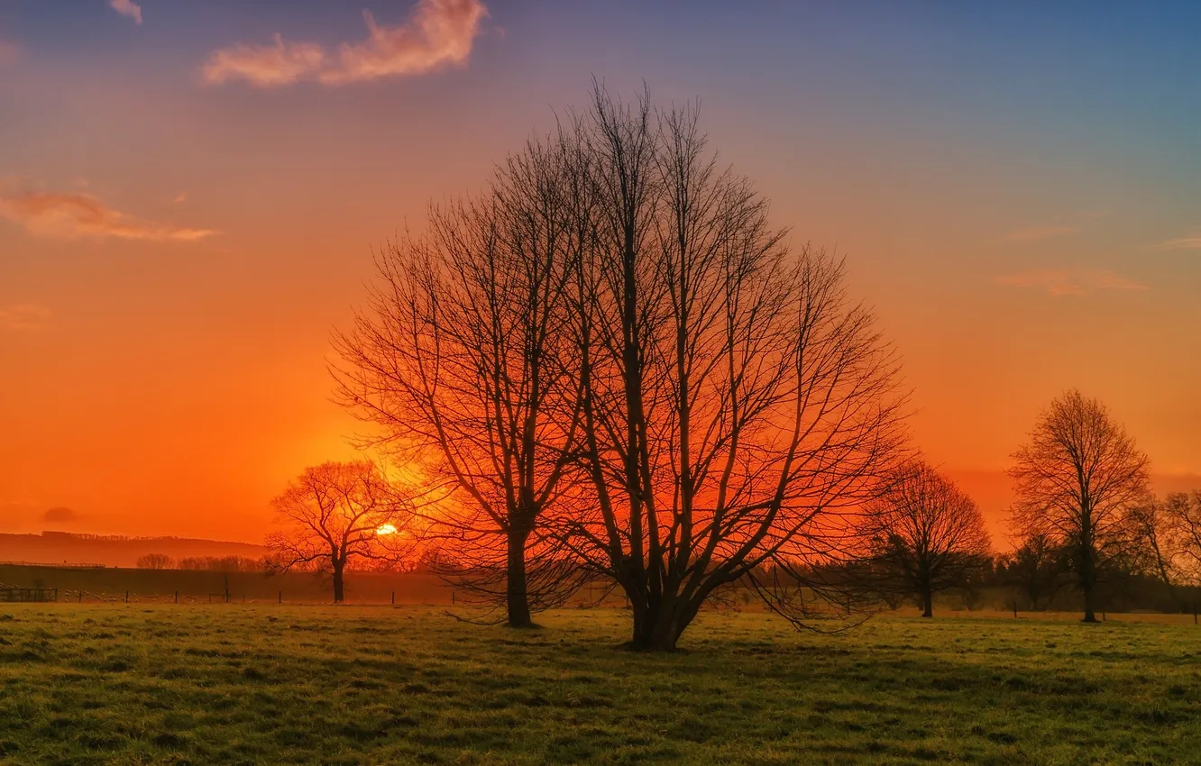 Фото обои поле, небо, солнце, деревья, закат