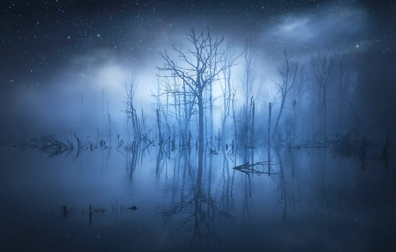 Фото обои вода, звезды, деревья, туман, отражение, свечение, trees, water