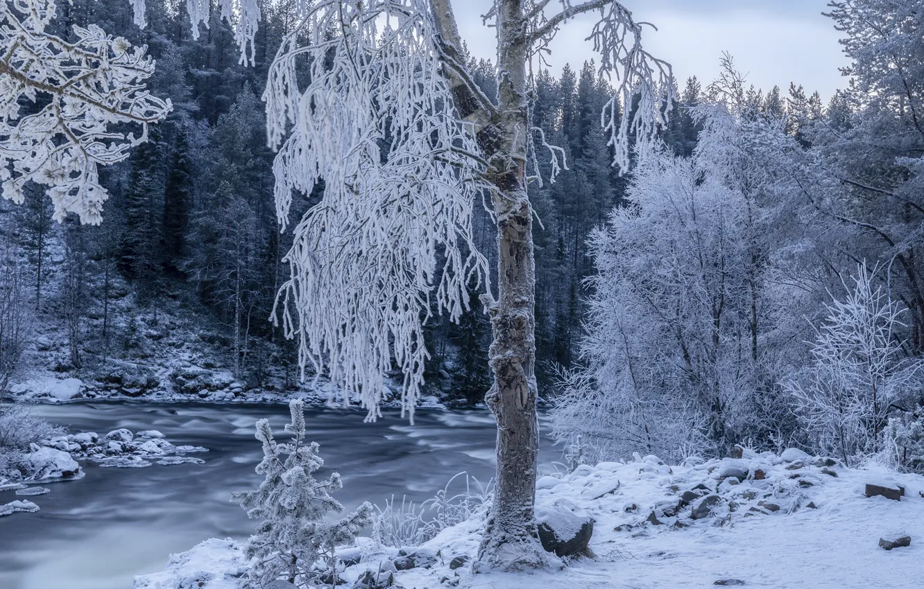 Фото обои зима, иней, лес, снег, деревья, пейзаж, природа, река