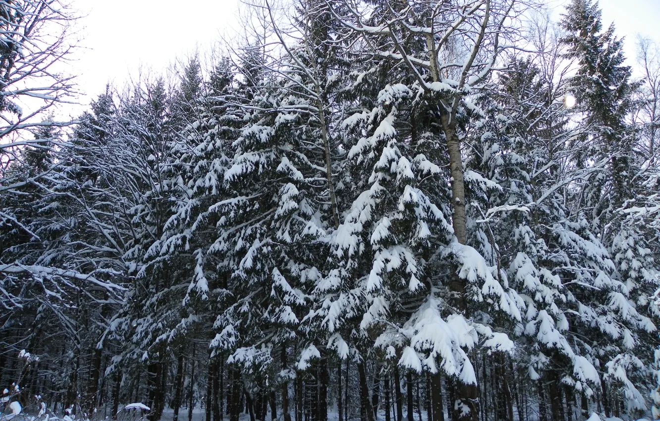 Фото обои лес, в снегу, елки, поворот, зимой
