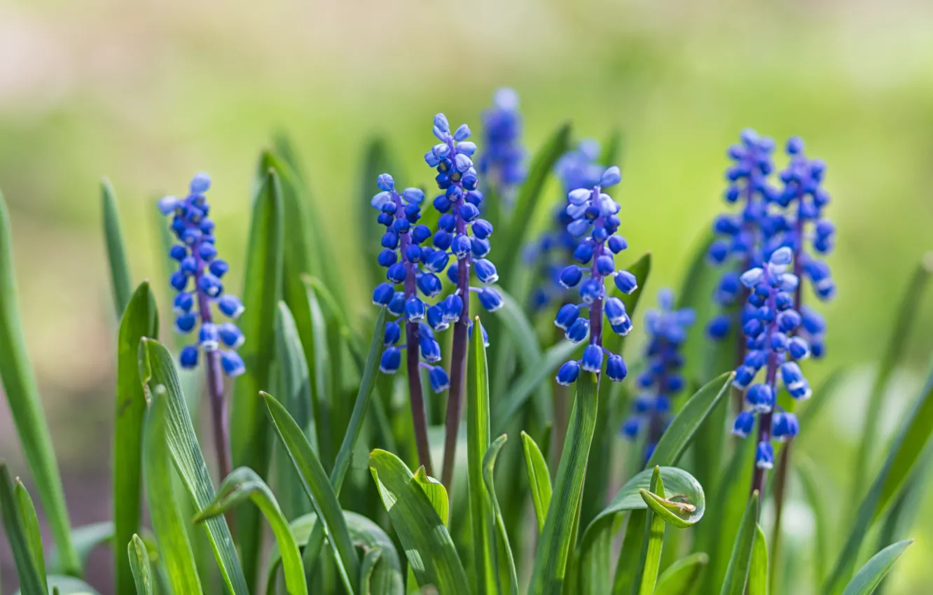 Фото обои цветы, синие, гиацинт