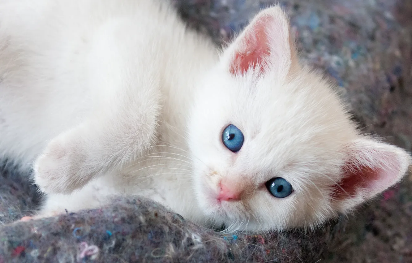 Фото обои кошка, белый, котенок, фон, портрет, лапки, малыш, мордочка