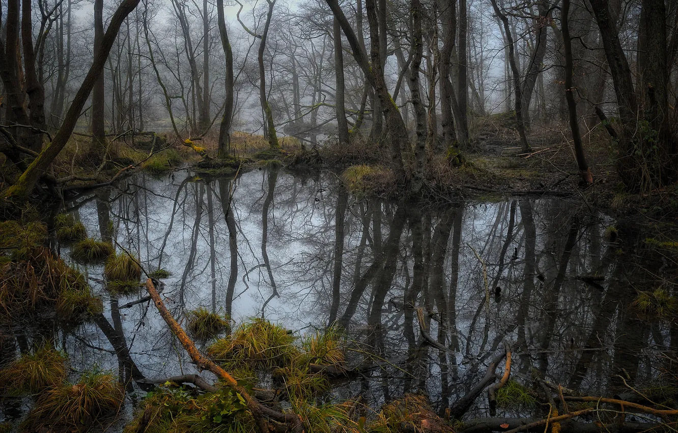 Фото обои лес, вода, деревья
