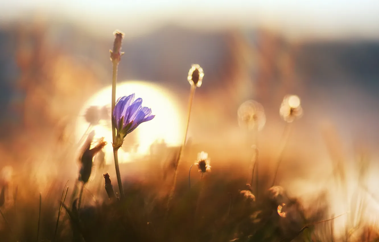Фото обои цветок, трава, макро, рассвет, боке