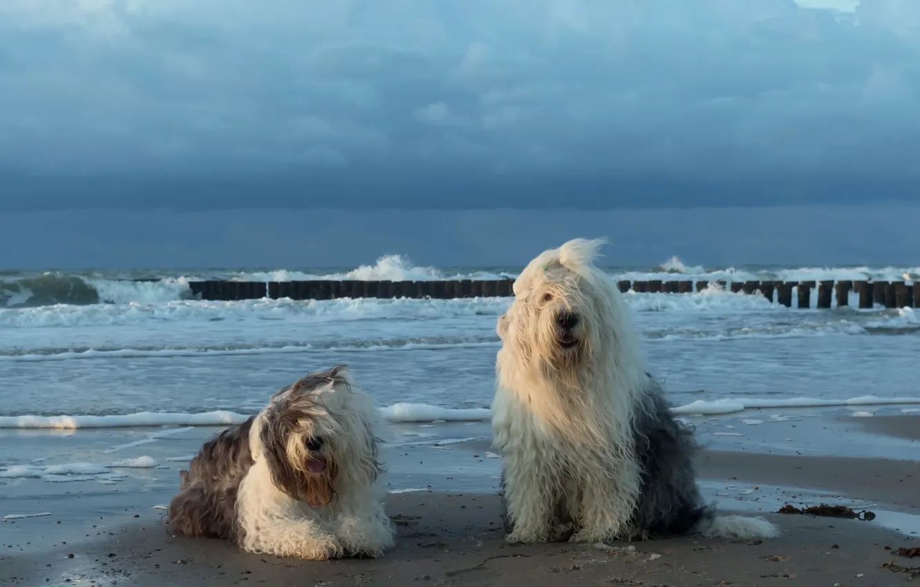Фото обои море, собаки, берег