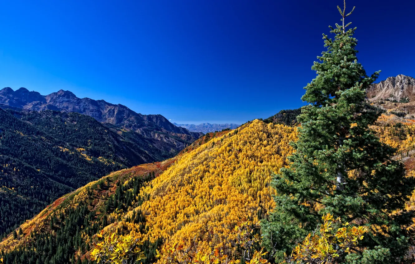 Фото обои осень, лес, небо, горы
