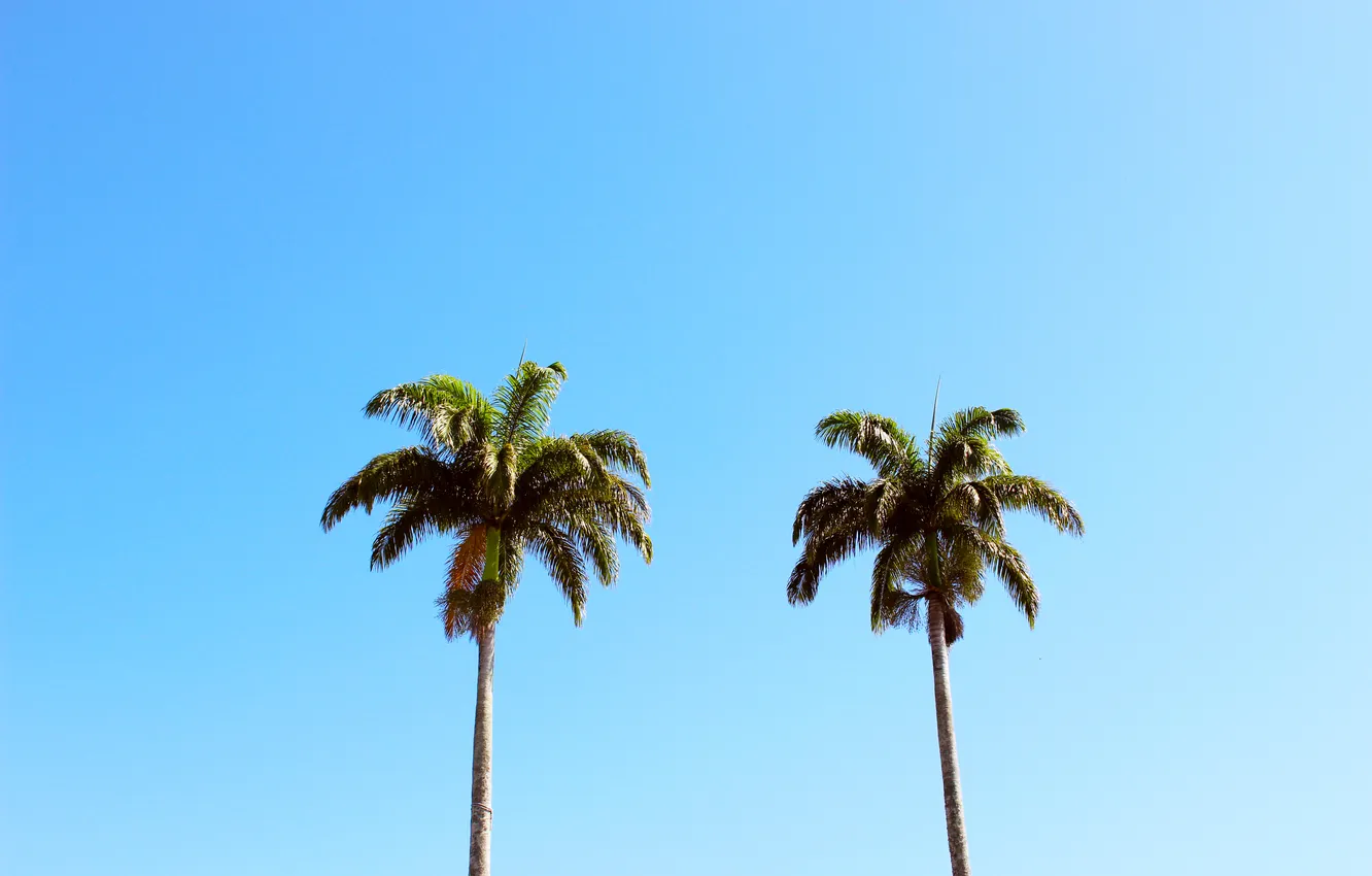 Фото обои лето, небо, листья, деревья, ветки, пальмы, голубое