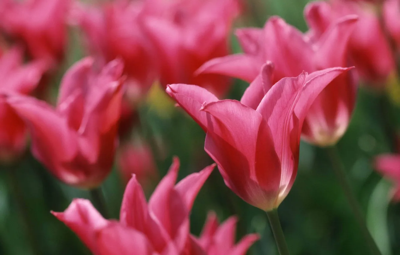 Фото обои размытость, тюльпаны, розовые
