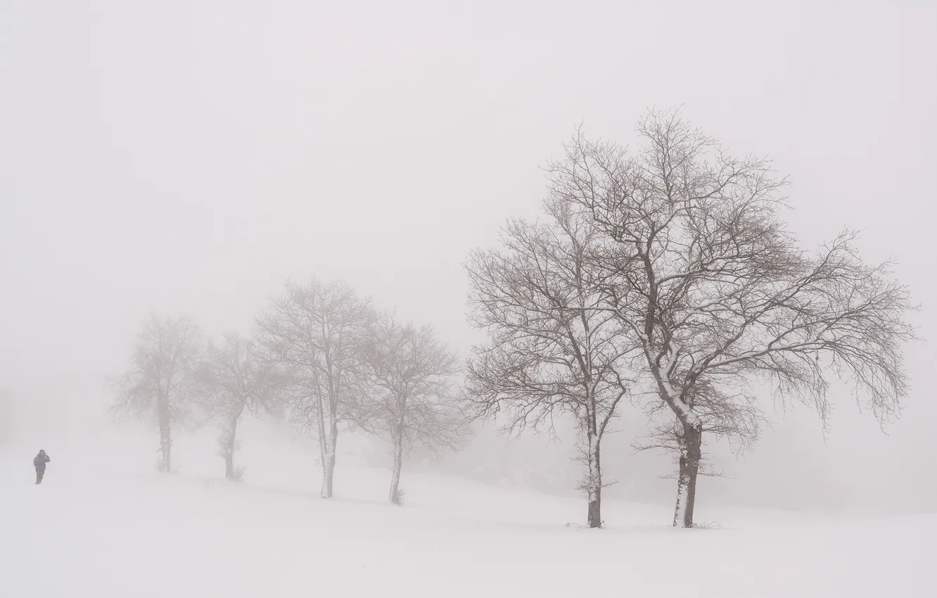 Фото обои зима, деревья, природа, туман, человек