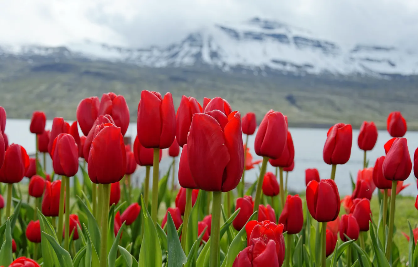 Фото обои снег, цветы, горы, весна, тюльпаны