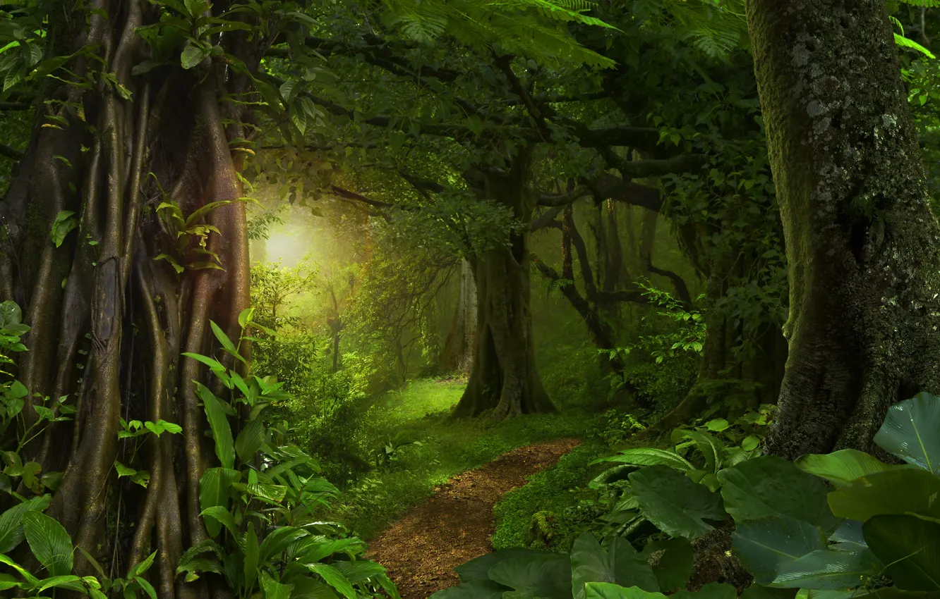 Фото обои зелень, листья, солнце, деревья, джунгли, Jungle, тропинка, лес.тропики