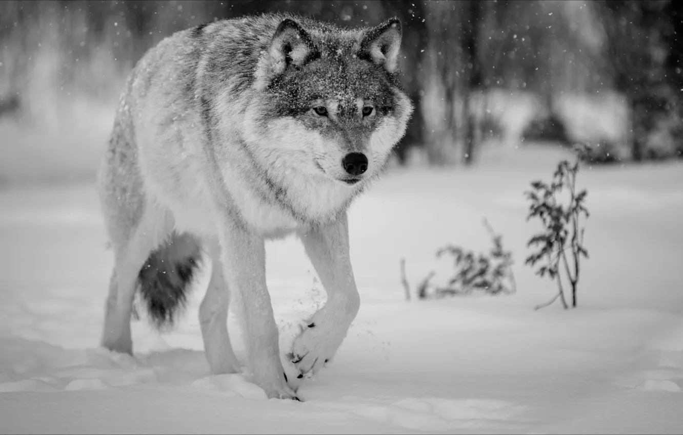 Фото обои fantasy, nature, art, snow, predator, face, animal, wolf