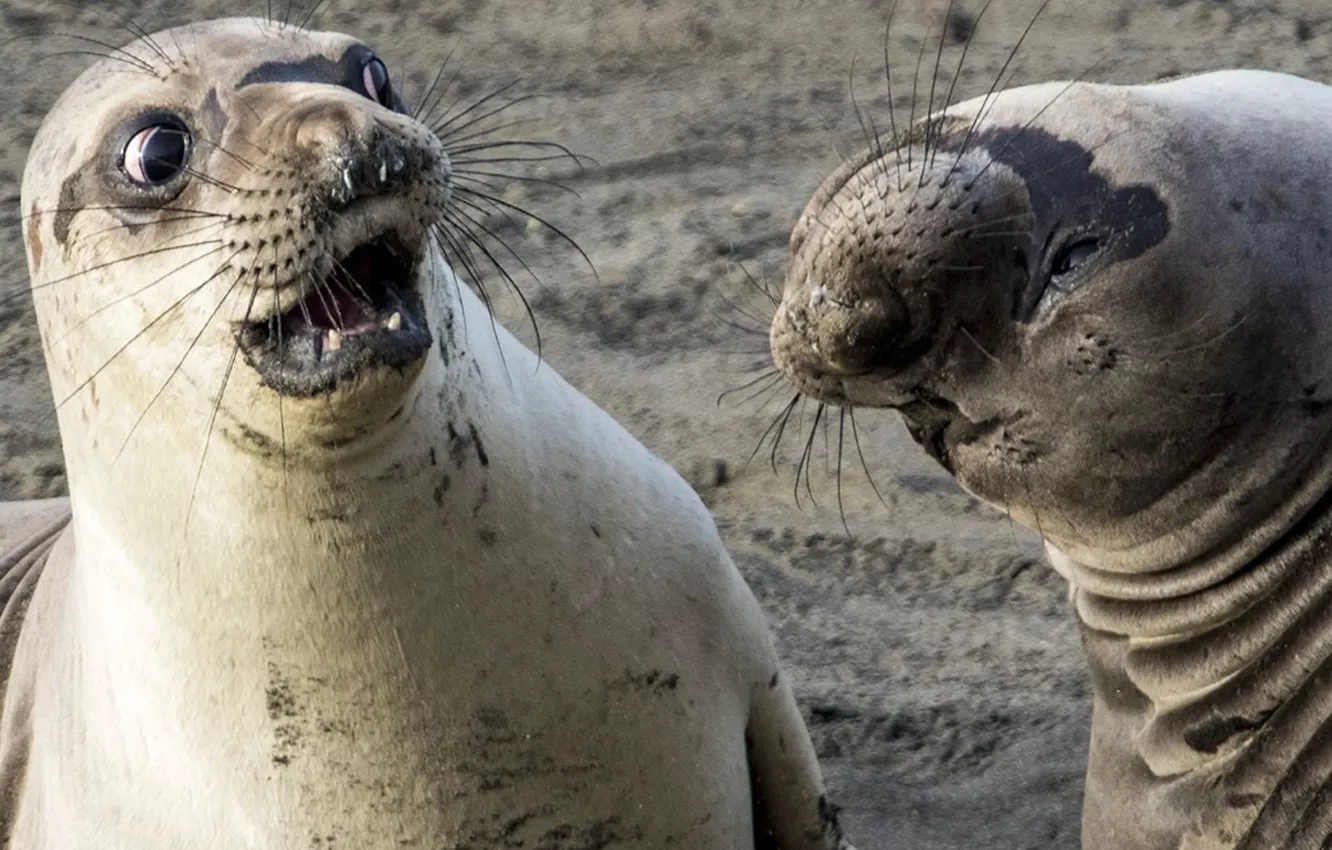Фото обои animals, nature, humor, seals, George Cathcart, Meme potentia
