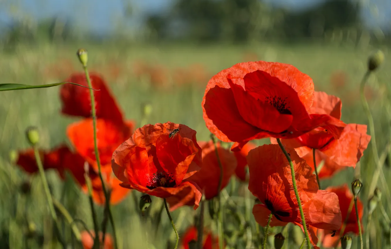 Фото обои поле, лето, красный, маки