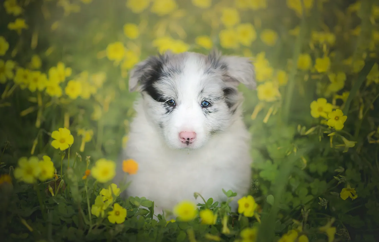 Фото обои взгляд, цветы, собака, щенок, боке, Бордер-колли