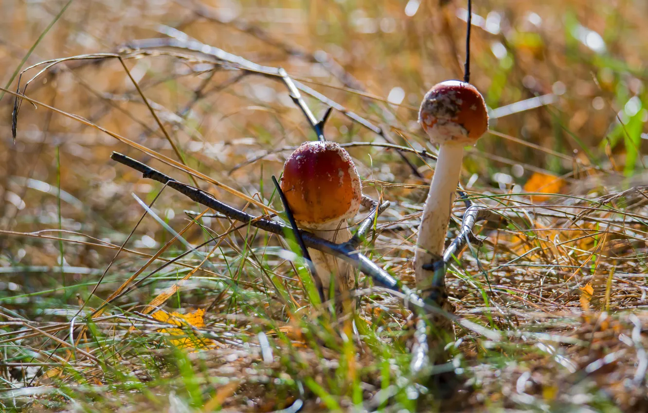 Фото обои осень, грибы, сухая трава, мухомор красный