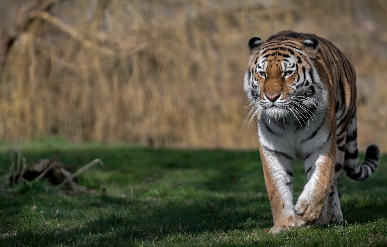 Фото обои тигр, хищник, дикая кошка, боке