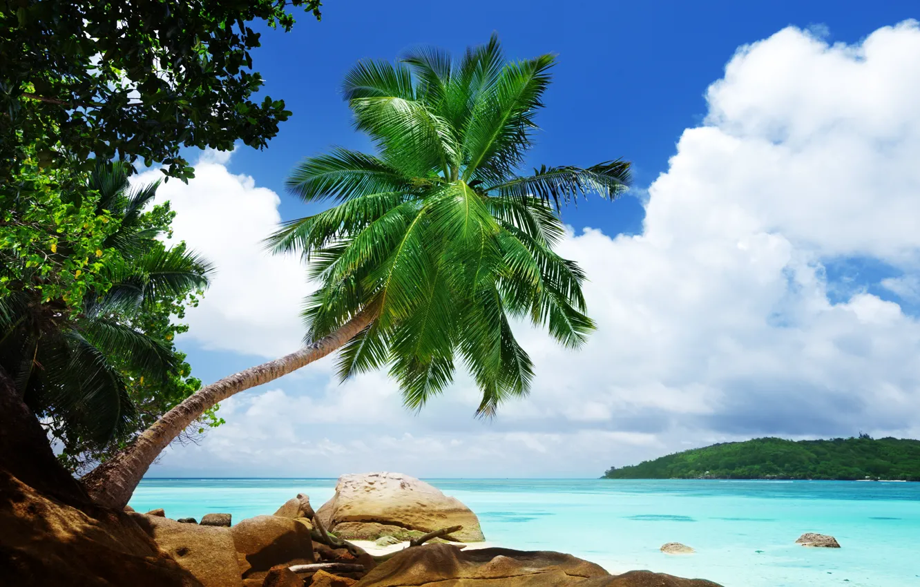 Фото обои море, пейзаж, природа, тропики, пальма, камни, отдых, sea