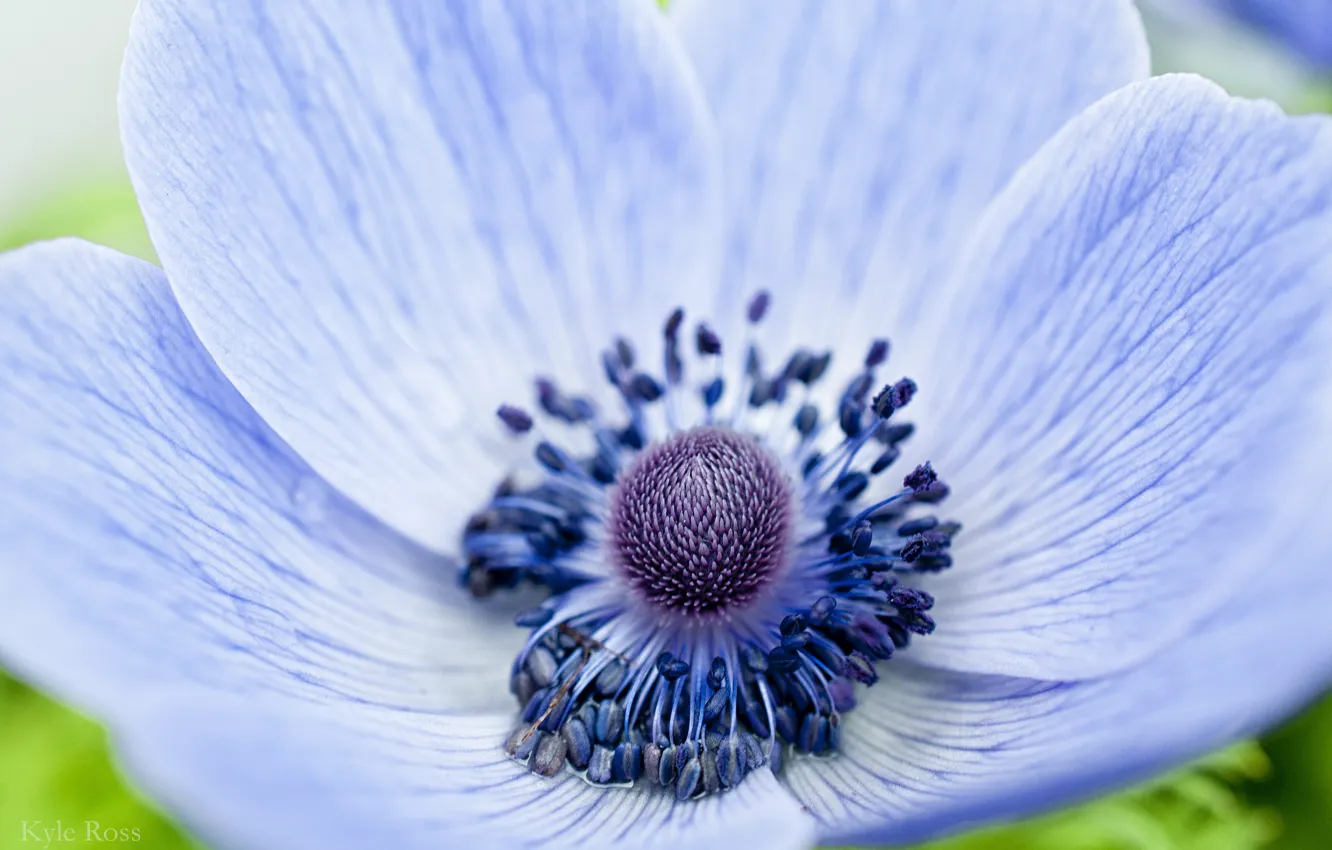 Фото обои цветок, макро, голубой, фокус, лепестки, Анемона, ветреница