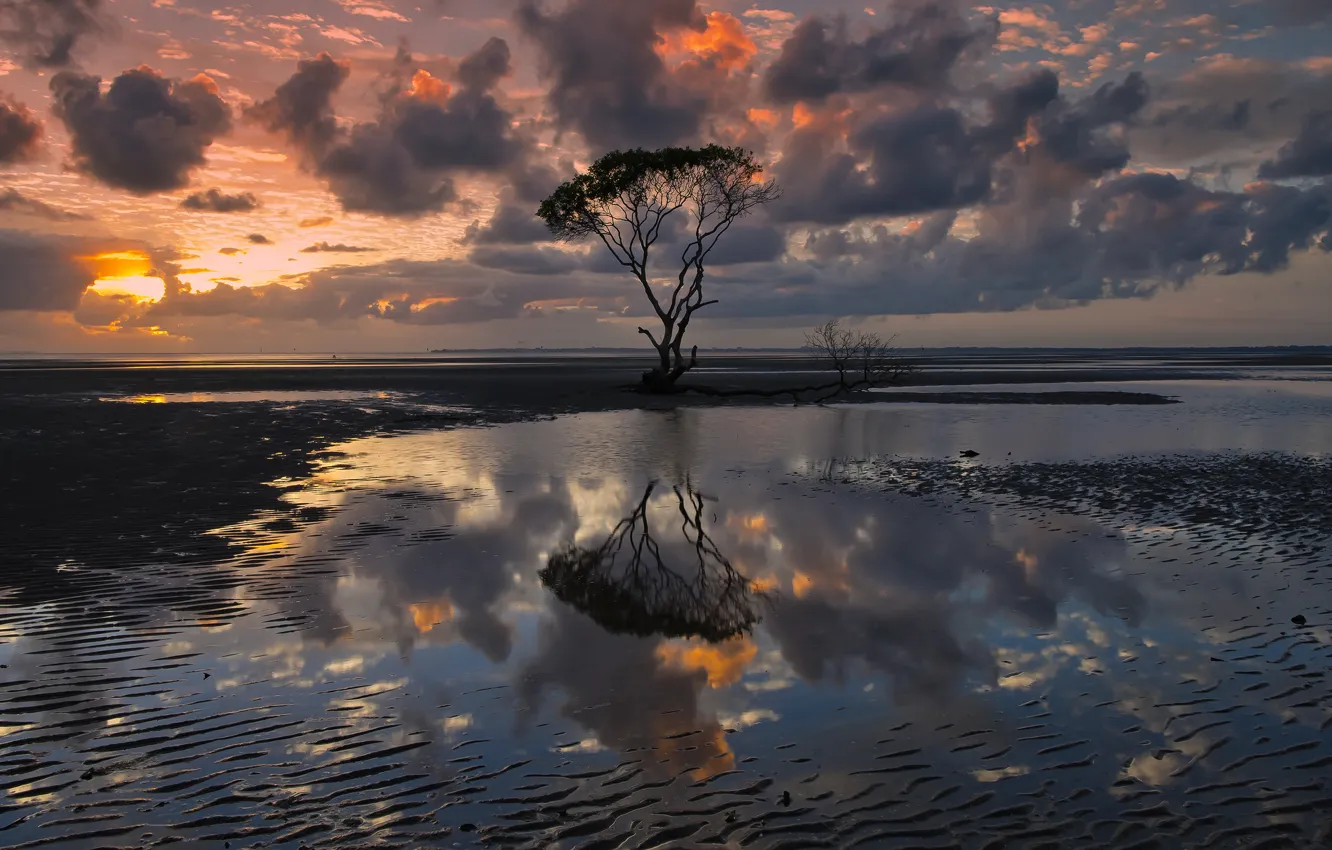 Фото обои небо, вода, облака, отражения, тучи, дерево, вечер, Австралия