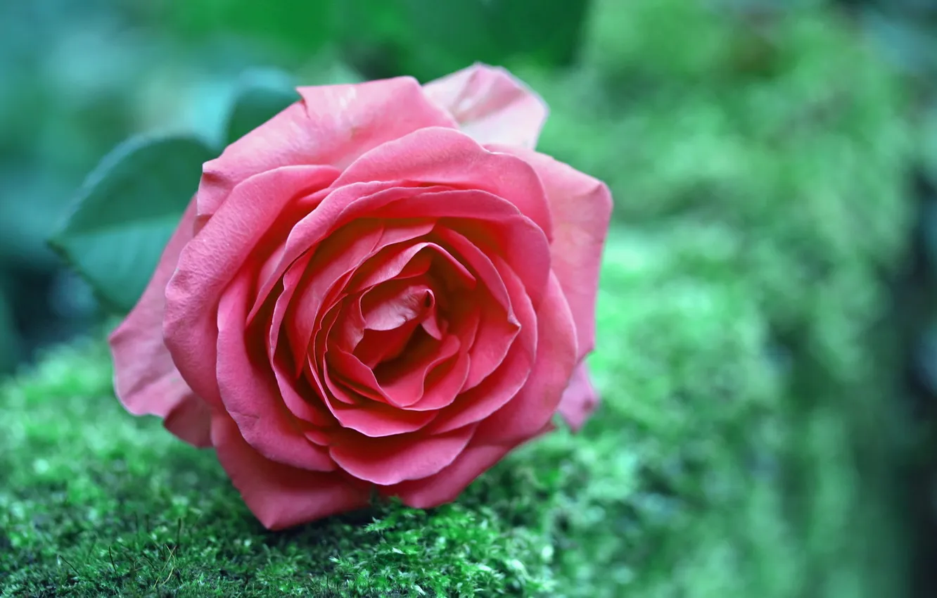Фото обои цветок, природа, роза