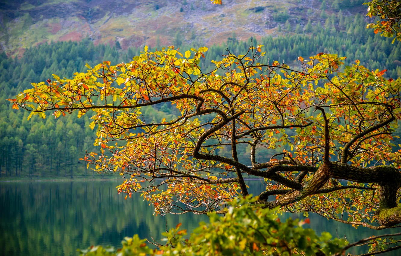 Фото обои осень, листья, деревья, горы, озеро, ветка, склон