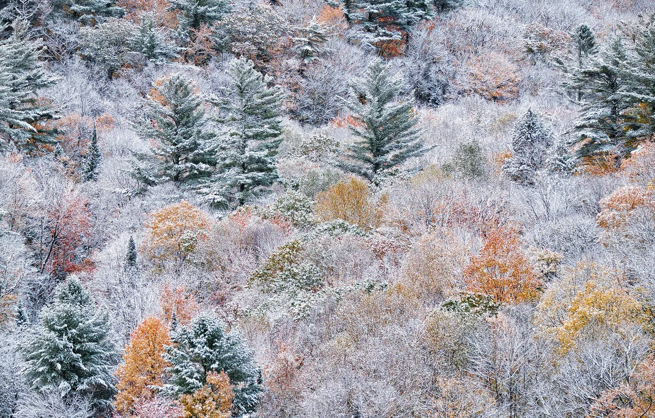Фото обои осень, лес, снег, краски, склон, Канада, Онтарио