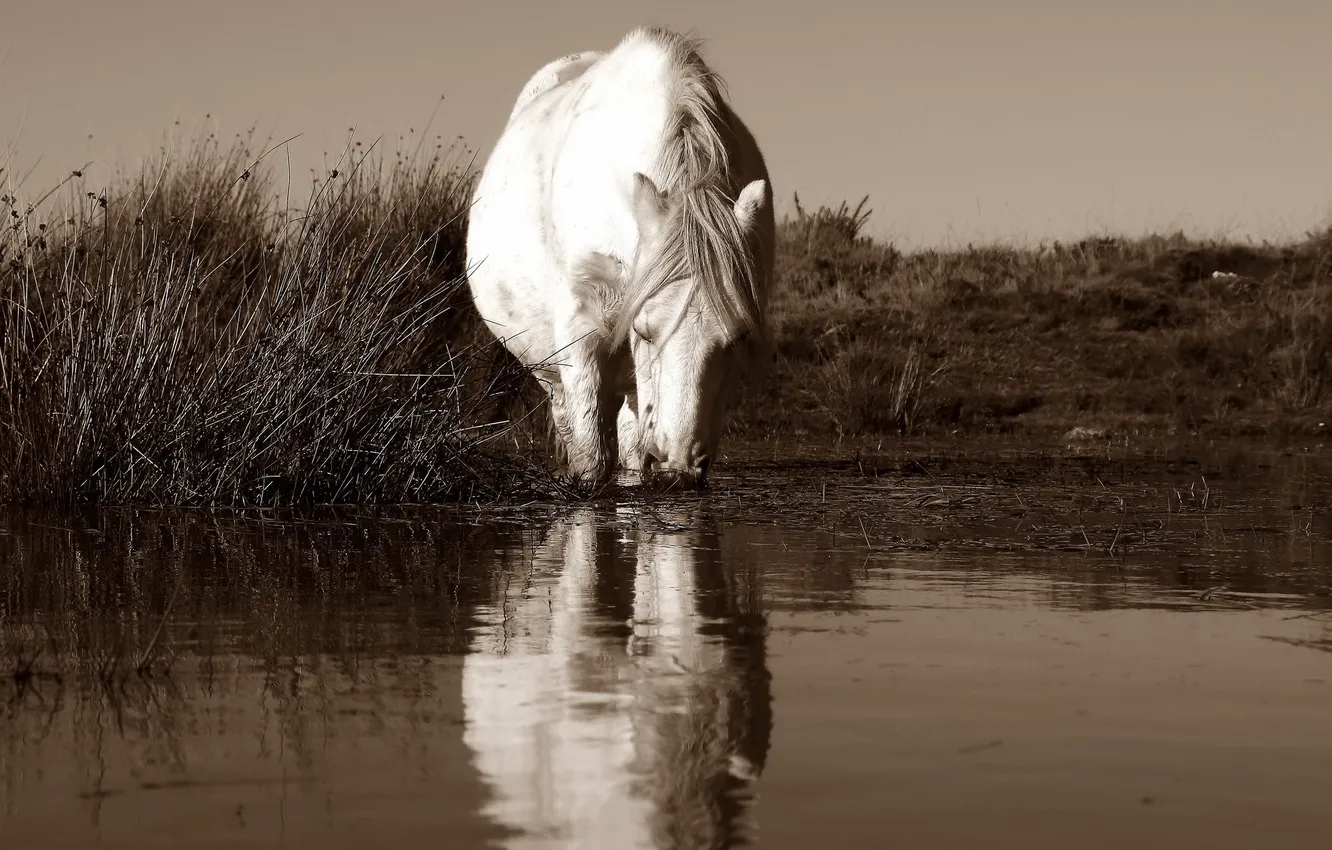 Фото обои природа, река, конь