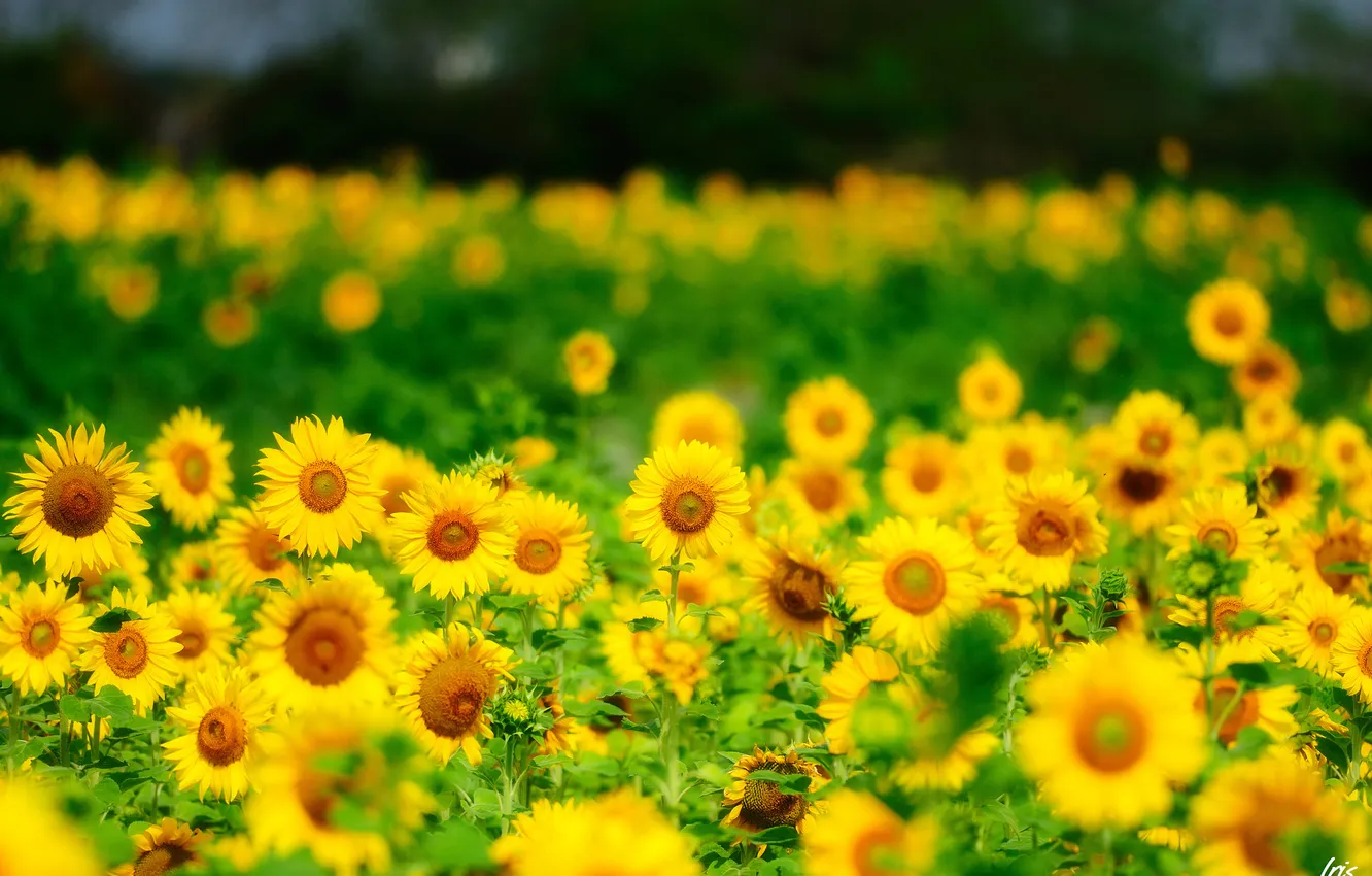 Фото обои лето, подсолнухи, цветы, природа, желтые