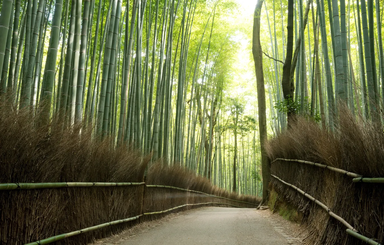 Фото обои light, road, trees, nature, bamboo, effects
