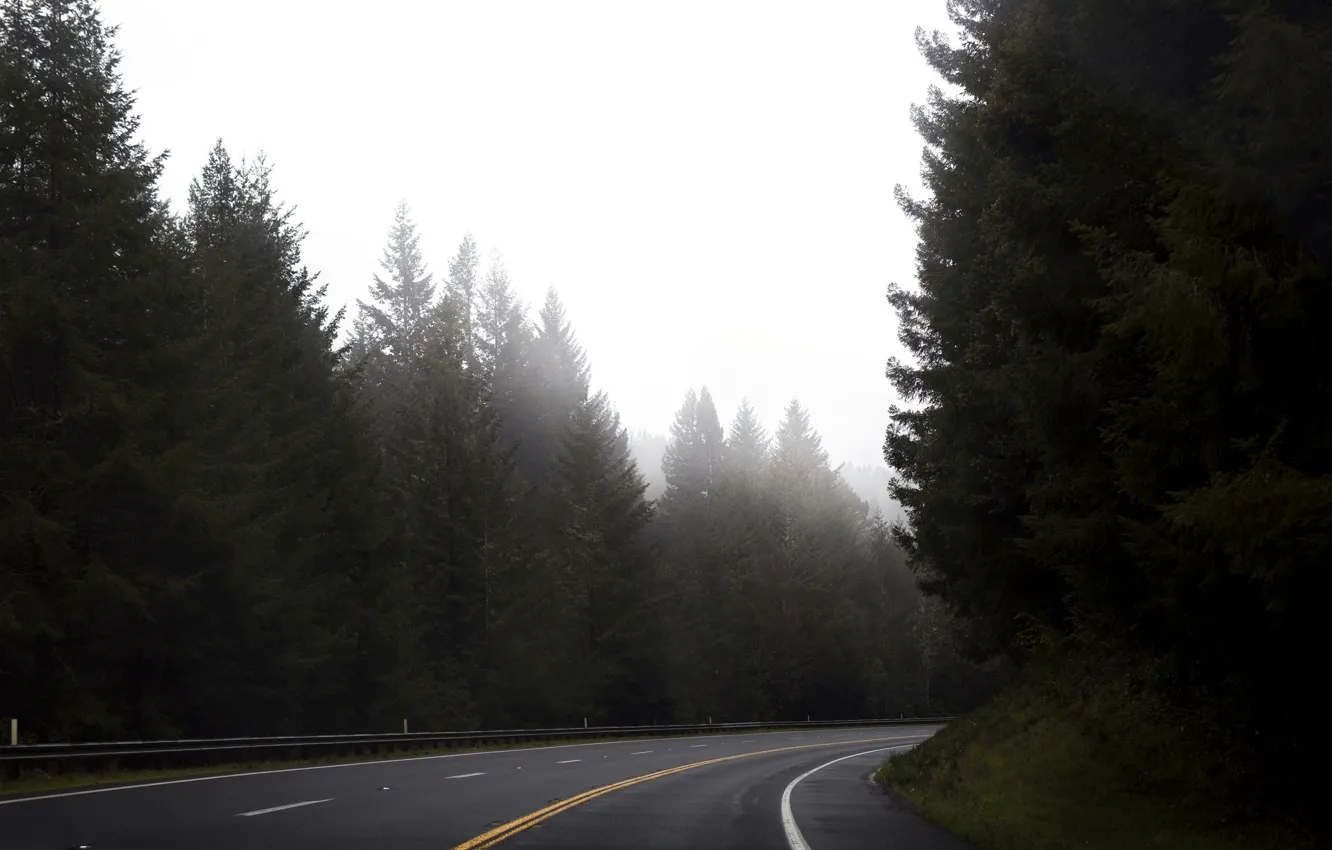 Фото обои дорога, лес, деревья, разметка, трасса