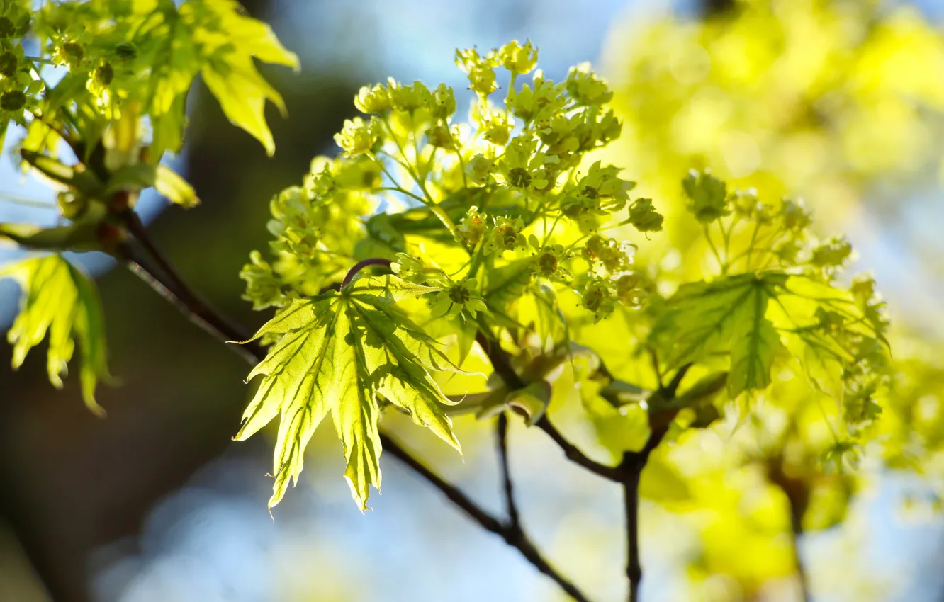 Фото обои green, flower, twig