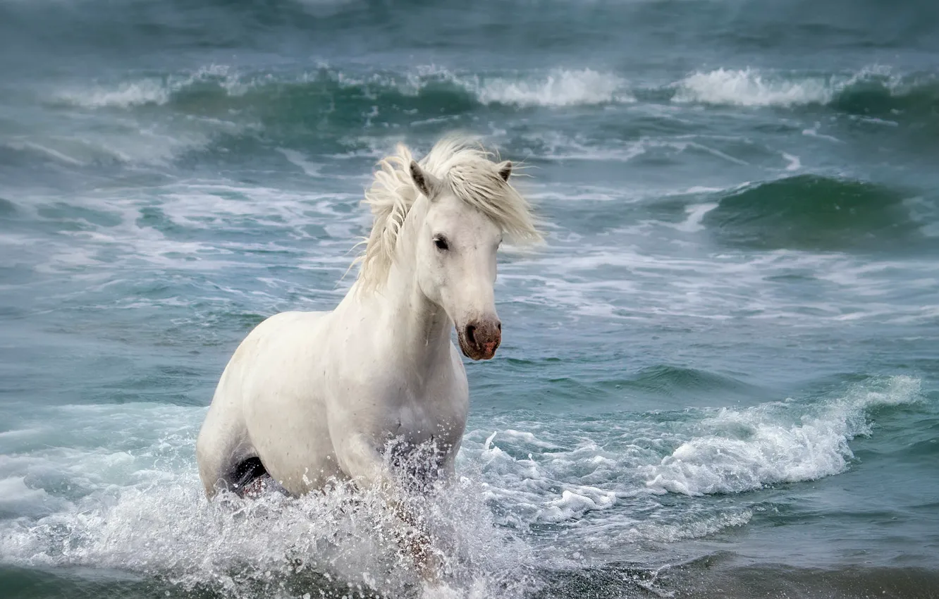 Фото обои море, природа, конь