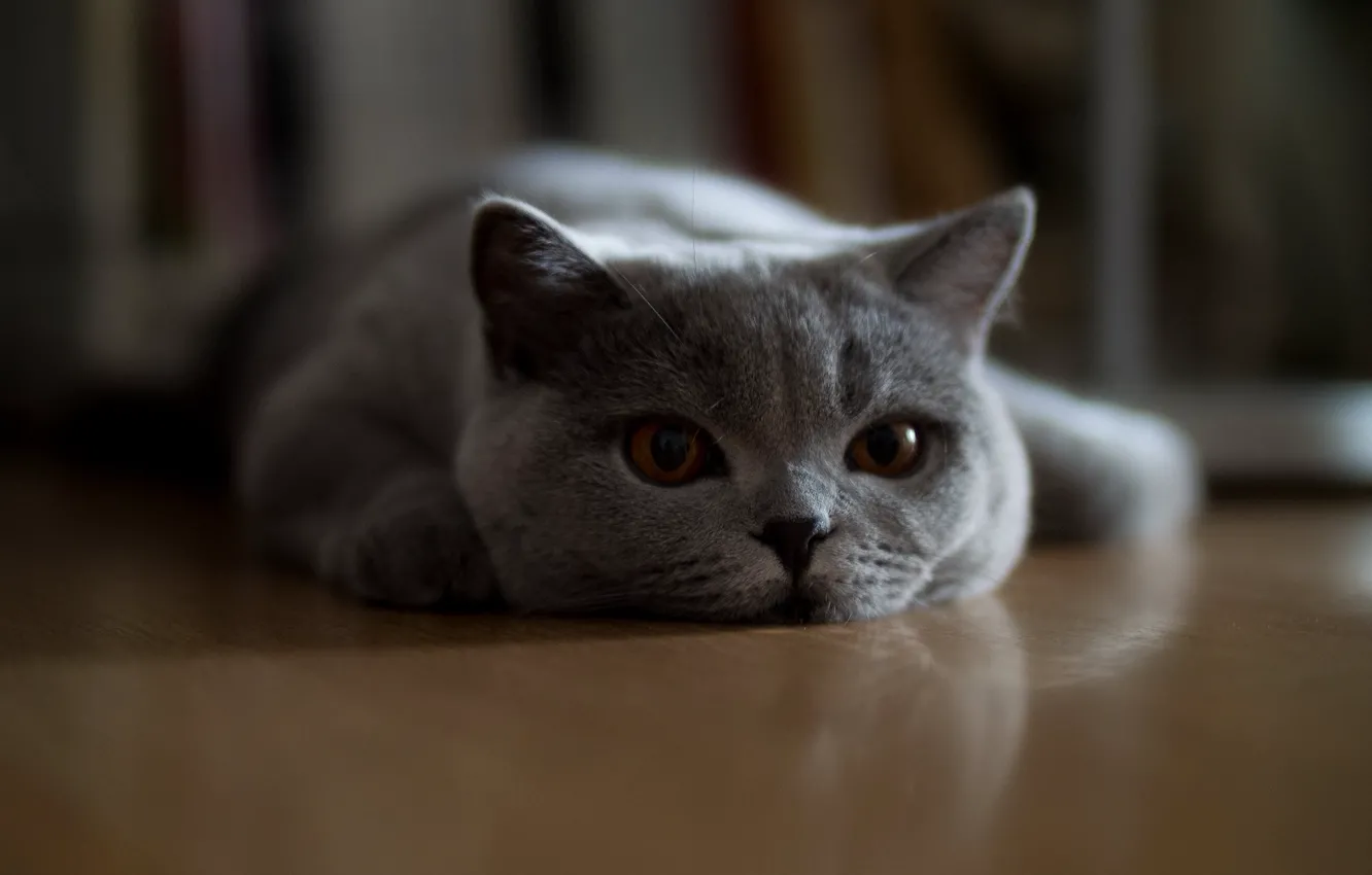 Фото обои кошка, кот, взгляд, поза, мордашка