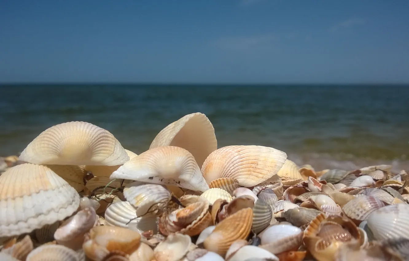 Фото обои песок, море, ракушки