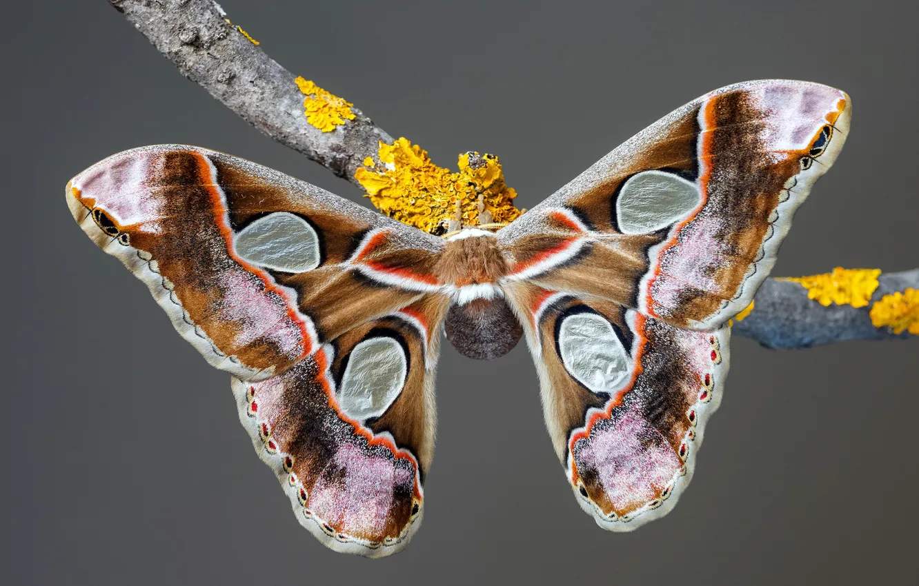 Фото обои макро, серый, фон, узор, бабочка, ветка, насекомое, крылышки