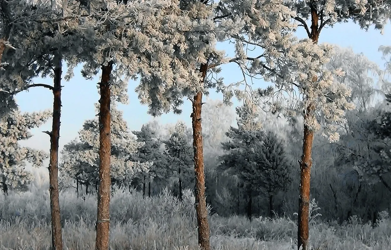 Фото обои зима, иней, снег, Сосны, winter, snow, frost, Sibir.Rossiya