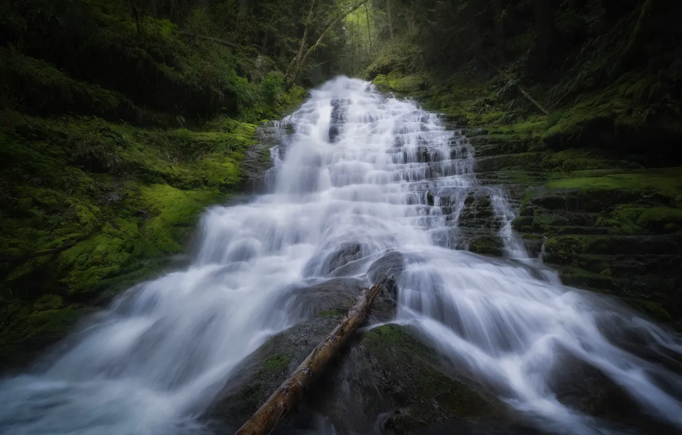 Фото обои лес, водопад, поток