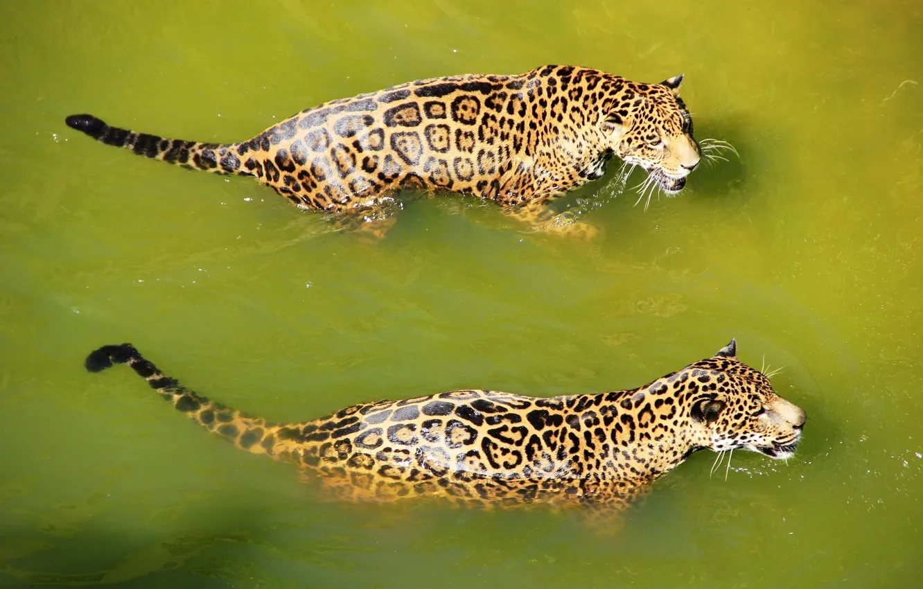 Фото обои вода, хищник, купание, ягуар