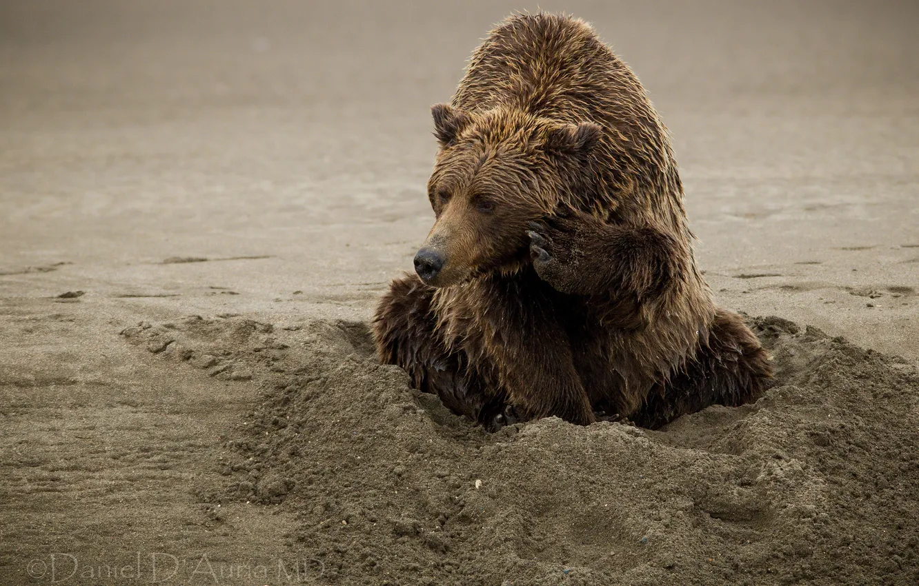 Фото обои песок, медведь, топтыгин