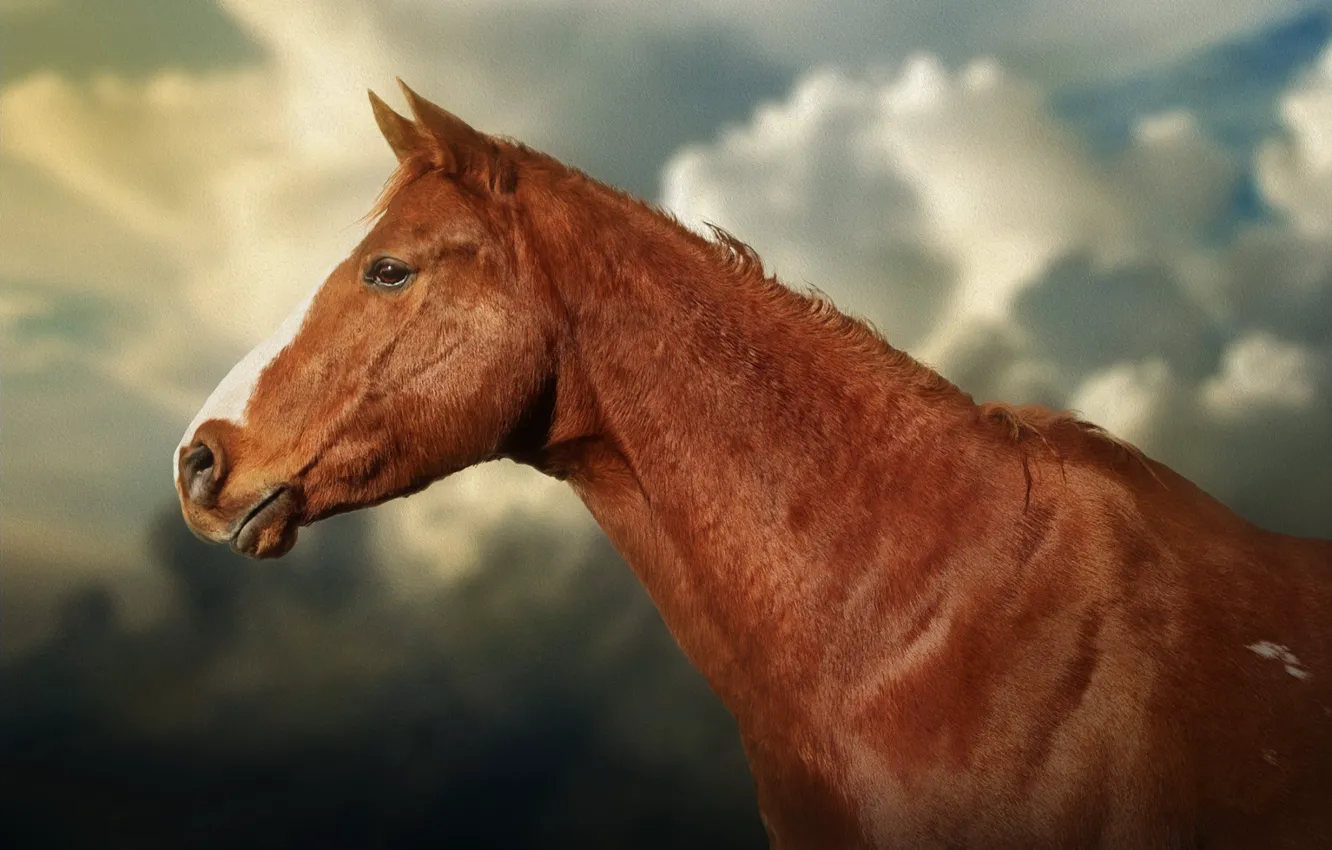 Фото обои морда, фон, конь, лошадь, текстура, профиль