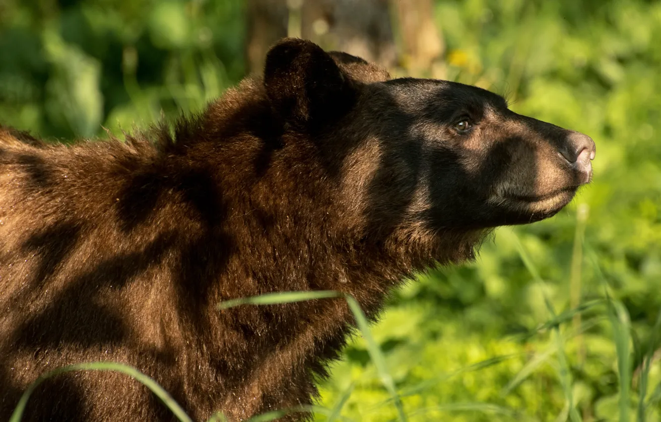Lighting bear