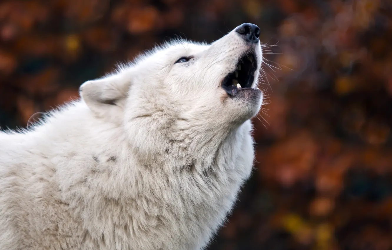 Фото обои nature, face, animal, wolf, wildlife, head, fur, mammal