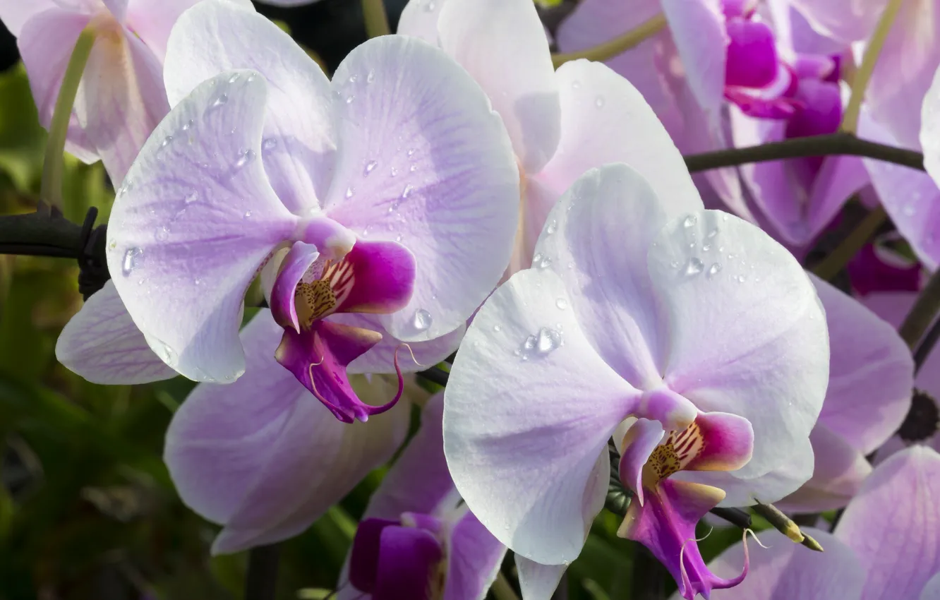 Фото обои макро, орхидеи, экзотика, орхидея