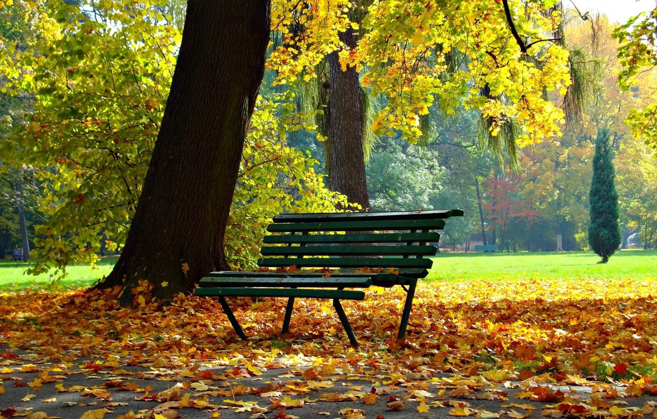 Фото обои осень, скамейка, парк