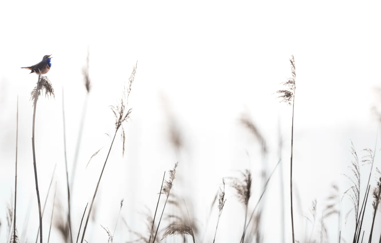 Фото обои природа, фон, птица