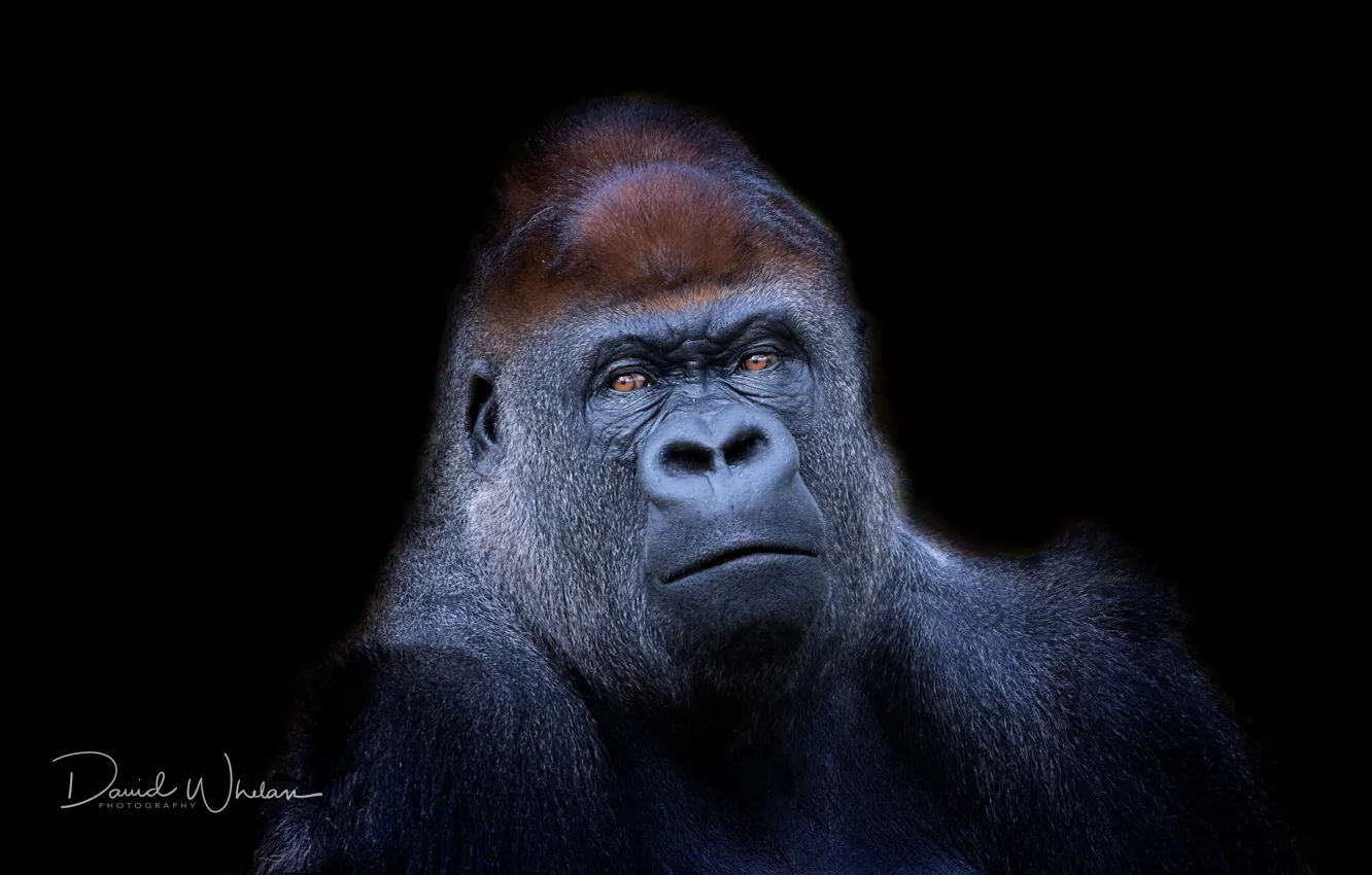 Фото обои природа, фон, обезьяна, Western Lowland Gorilla