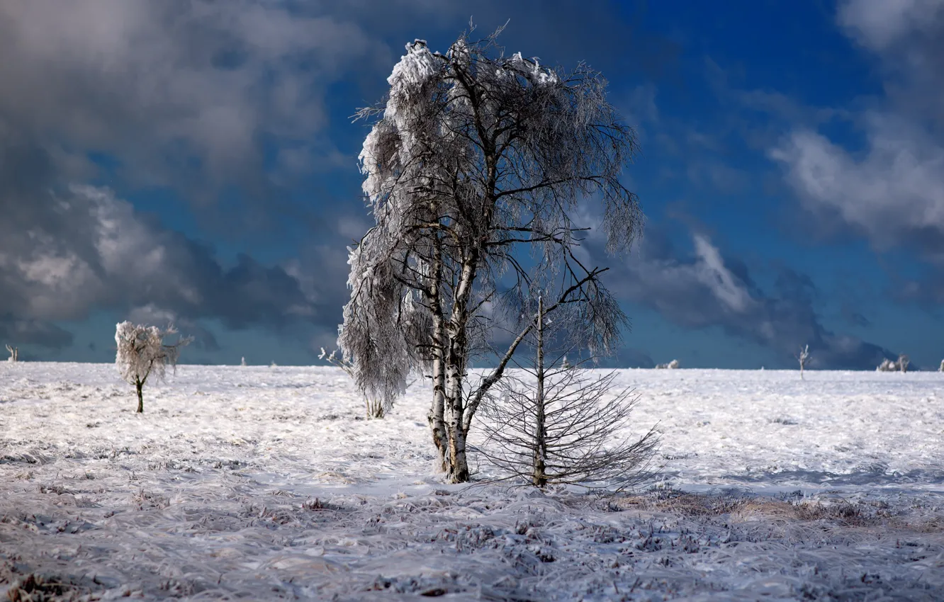 Фото обои зима, снег, берёза